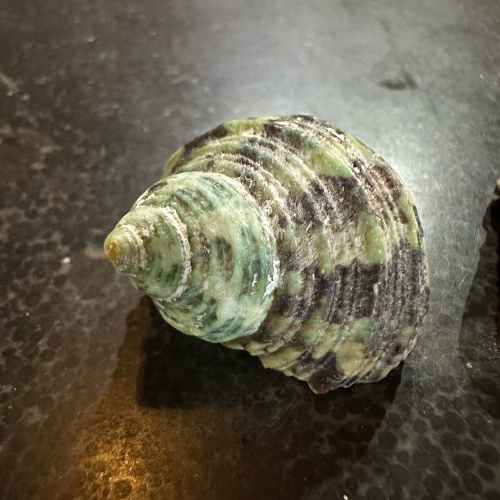 Green silver mouth turbo snail shells